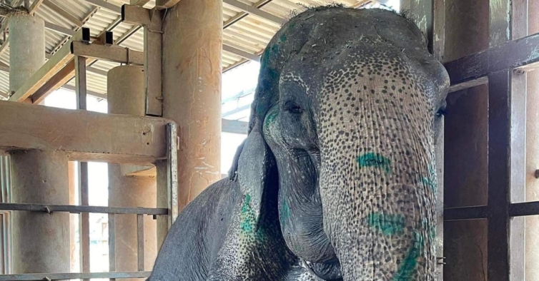 El elefante utilizado para transportar turistas se tumba por primera vez en 80 años – PiT