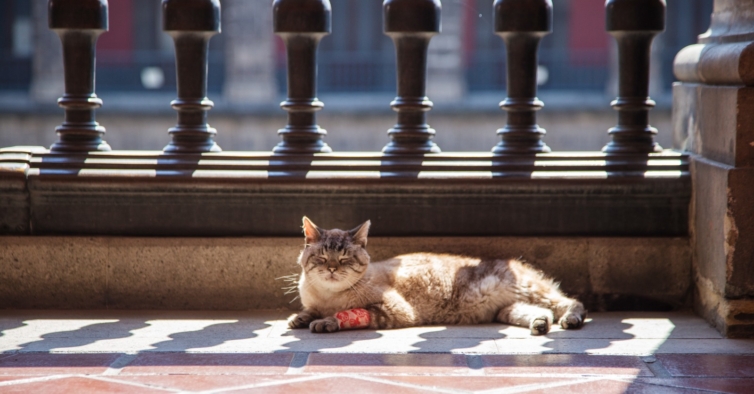 México.  Los gatos callejeros que viven en la casa del Presidente serán cuidados de por vida – PiT