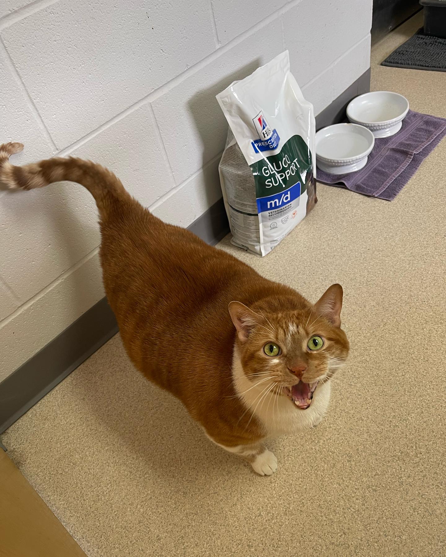 Thicken Nugget: a jornada de um gato obeso que está a conquistar meio ...