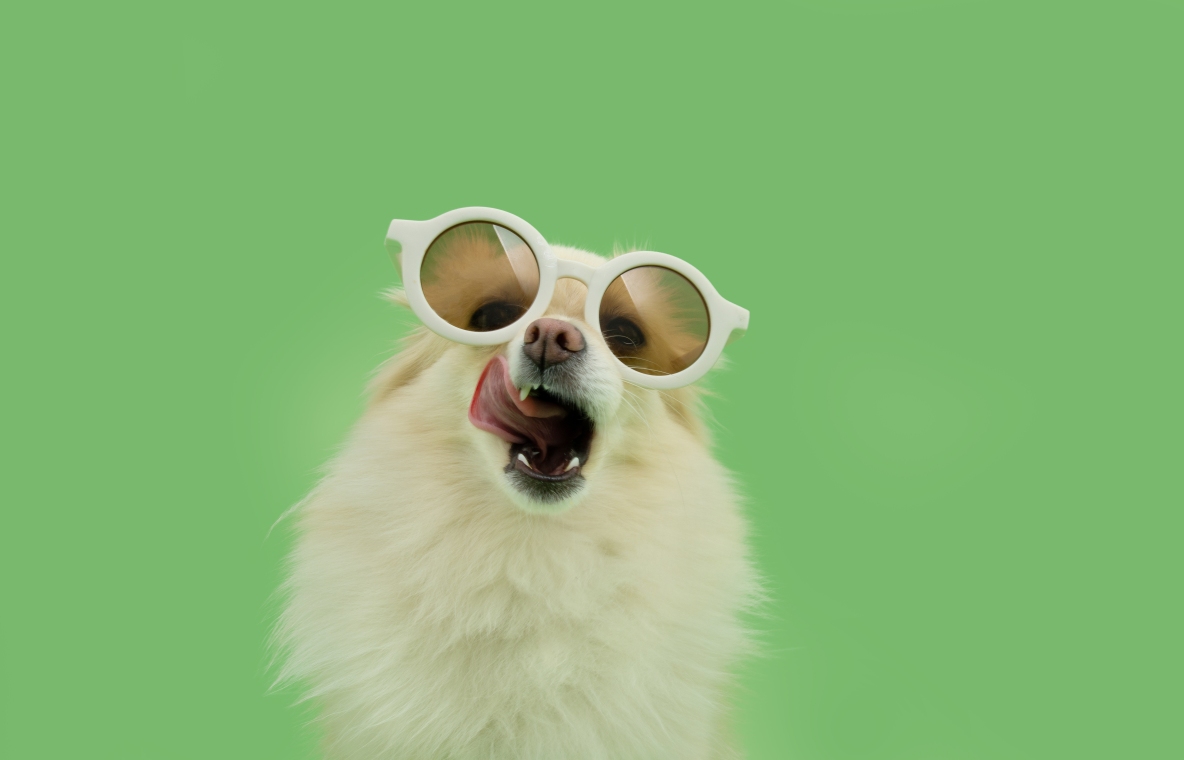 puppy