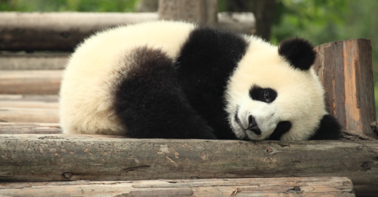 “Cães Panda” — a moda dos jardins zoológicos chineses que veio para ficar