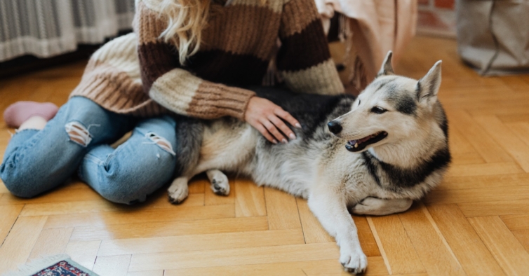 Violência doméstica e animais. Provedora defende criação de abrigos pet friendly