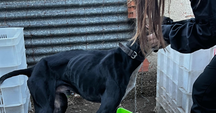 Indiferença. IRA resgata cadela bebé e cão adulto “esquelético”