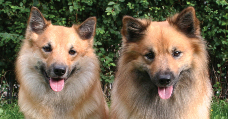 Esta raça de cão foi agora reconhecida como pura. Mas existe há mais de um milénio