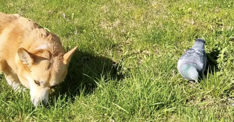 Corgi resgata pomba-bebé e tornam-se melhores amigas. Até tomam banho juntas