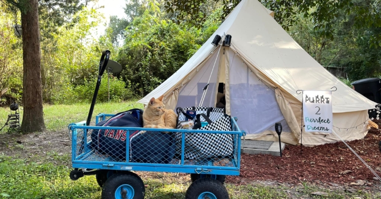 É a casa de 130 gatos