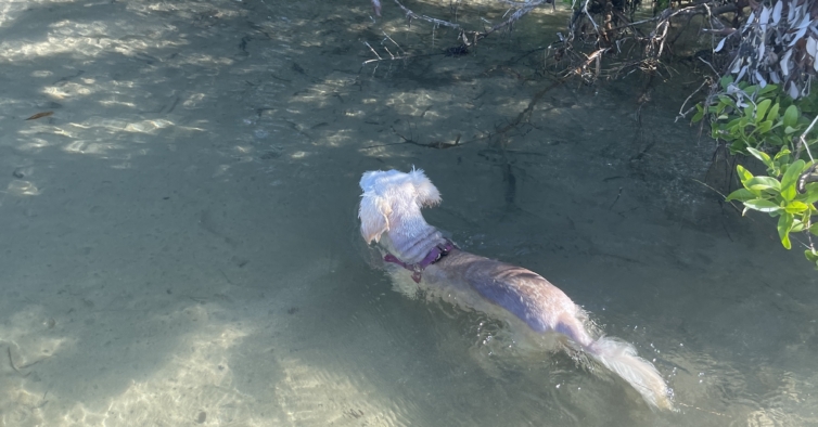 Adora o mar